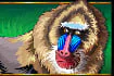 Baboon symbol in Congo Cash slot