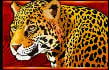 Leopard symbol in Congo Cash slot