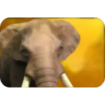 Elephant symbol wildlife slot